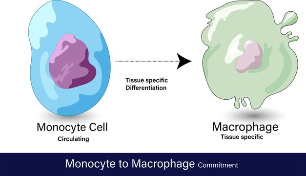 vector of differentiation of monocyte to macrophage cell  which is a phagocytic cell involved in the antigen presentation function of innate immune system