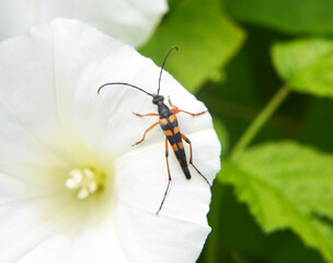 On the flower is the beetle Strangalia attenuata