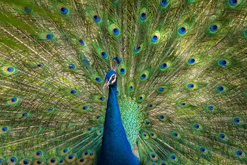 Peacock