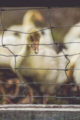 Ein Gänseleben