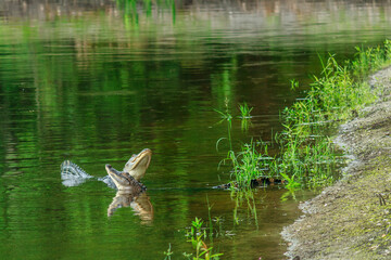 Two Alligators Challenging in a Retention Pond in a Housing Development