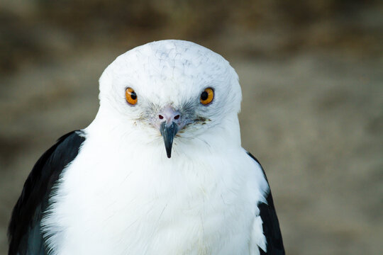 Close up, face shot of a Swallow-Tailed Kite