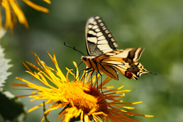 Butterflies on flowers, with beautiful bokeh
