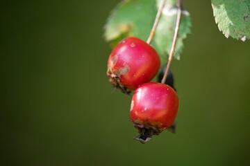 Rose hip tea, photo for red abstract background with healthy nutrition.