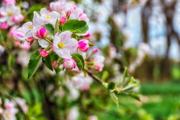Kwitnące drzewo jabłoni. - obrazy, fototapety, plakaty