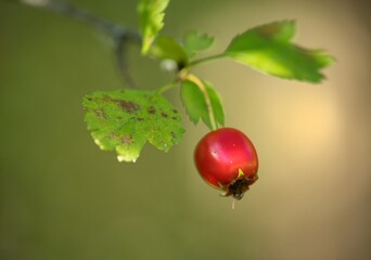 Rose hip tea, photo for red abstract background with healthy nutrition.