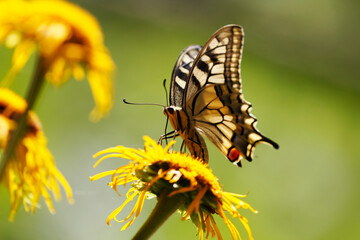 Butterflies on flowers, with beautiful bokeh