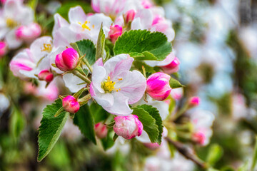 Kwitnące drzewo jabłoni.