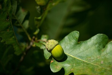 Oak tree leaves and acorn in the background.