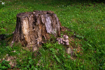 Nature background, near the old stump a family of mushrooms grows