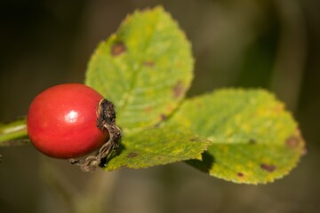 close up of a red currant