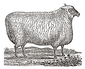 Shropshire sheep in side view, after an antique illustration from the 19th century