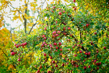 apple tree