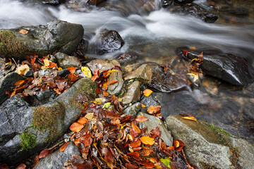 Mountain stream in forest with cascades