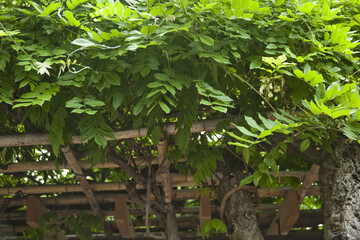 花が散った藤棚