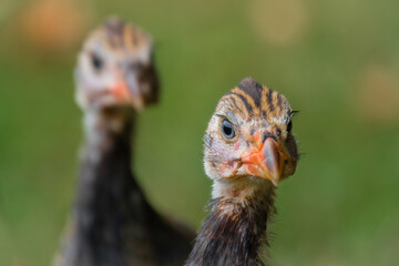 Head shot of a young pair of guineafowl,  French Pearl, with a garden in the background.