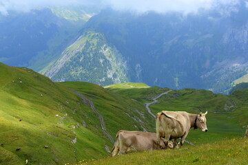 Kühe auf der Alm