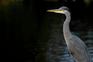 gray heron looking to the side