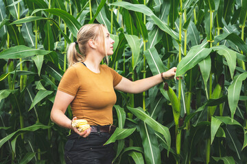 Ackerbau - junge Landwirtin kontrolliert einen hochgewachsenen Maisbestand, landwirtschaftliches...