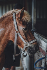 Spa&szlig; auf dem Pferdehof