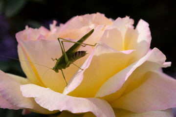 The common grasshopper (Latin Tettigonia viridissima) sits in the petals of a beautiful yellow-pink rose.