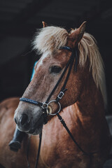 Fototapeta premium Spaß auf dem Pferdehof