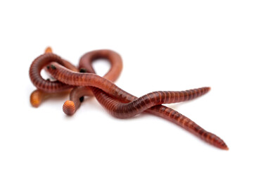 Red earthworms on a white background.