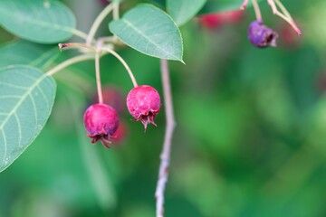 Berries of a juneberry, Amelanchier lamarckii