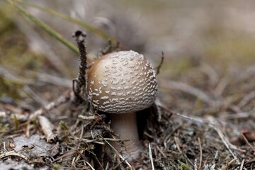 Blusher fungus, Amanita rubescens