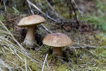 Cep Fungus, Boletus edulis