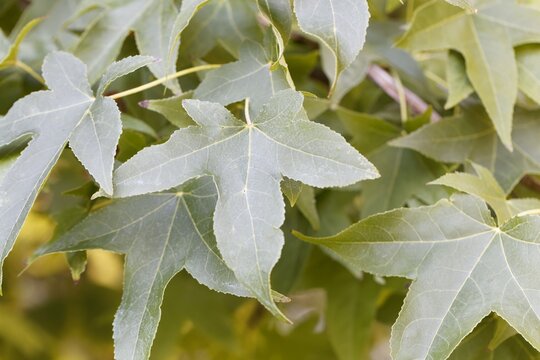 Leaves Of An Oriental Sweetgum, Liquidambar Orientalis