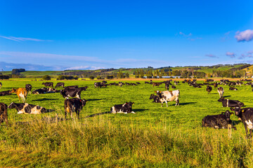 Large herd of groomed cows grazes