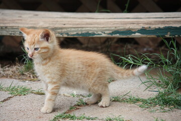 Feral Kitten