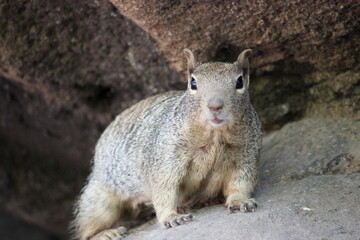 Naklejka na ściany i meble Squirrel On A Rock