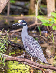 A beautiful yellow crowned night heron wading in a shallow pond looking for a meal. 