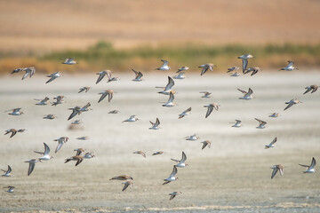 flock of seagulls