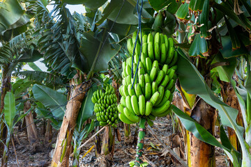 Bananas hang on trees on a plantation on the Atlantic island of Tenerife. The Canarian bananas are...