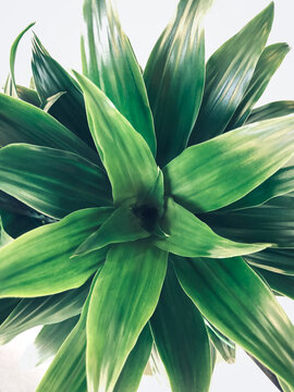 Nahaufnahme eines Drachenbaums (Dracaena Dorado) von oben