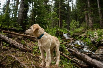 A cute puppy on a hike in Colorado