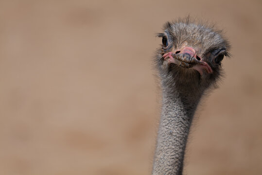 The head of an ostrich in Tanzania isolated from the background. A close-up with nice bokeh. The head is slightly angled and the look expresses skepticism.