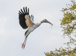 A wood stork (Mycteria americana) in flight, carrying a stick during nest building.  It is a large American wading bird in the stork family.