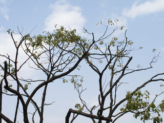 枝打ちされた街路樹