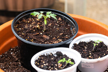 Closeup of Tomato Plants Germinating