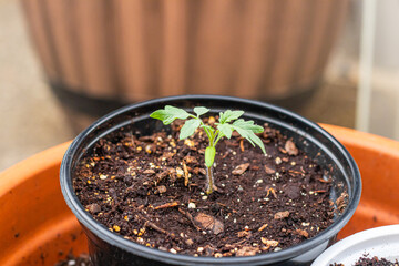 Closeup of Tomato Plant Germinating