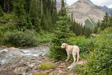 A cute puppy on a hike in Colorado