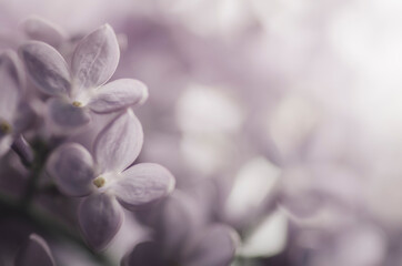 Purple lilac flower in spring