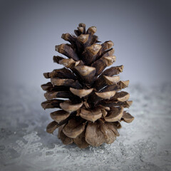 Still life of a pine cone with snowflakes