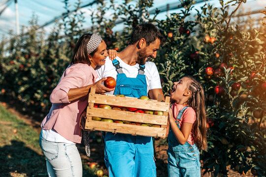 Happy Family Enjoying Together While Picking Apples In Orchard.