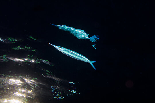 Dussumier's halfbeak in the dark with reflection
