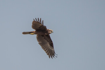 osprey in flight